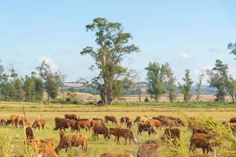 Cattle ranch