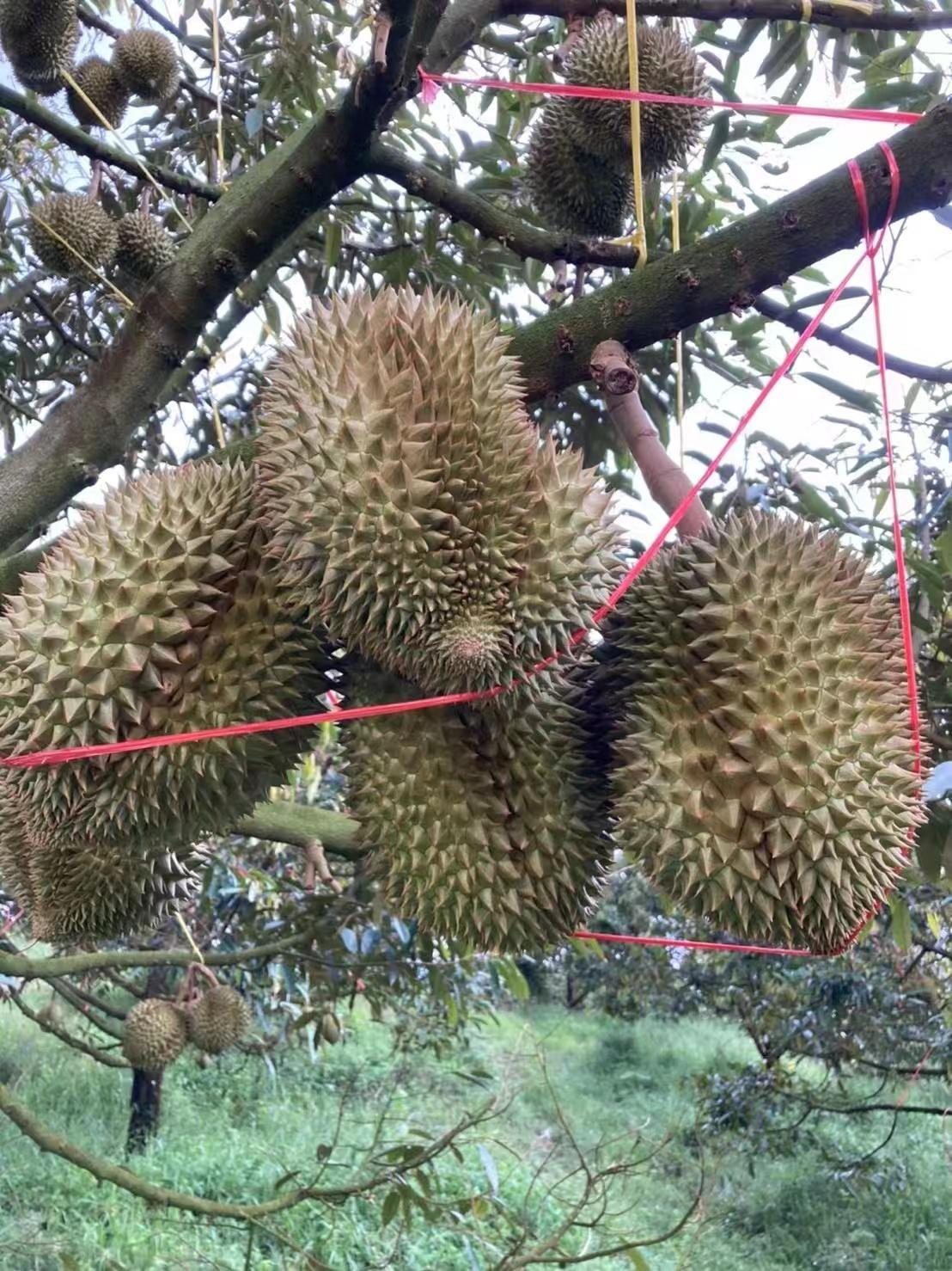 Durian orchard