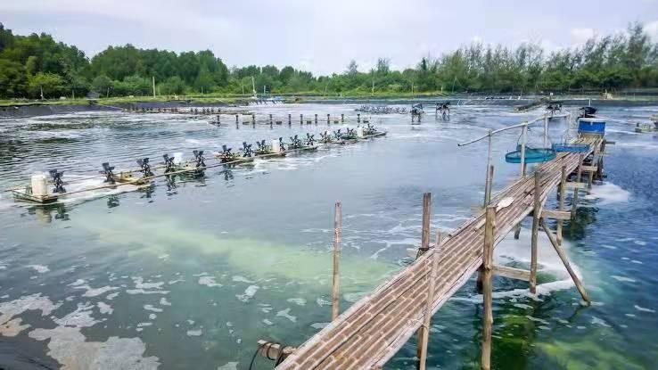 Shrimp farm ponds