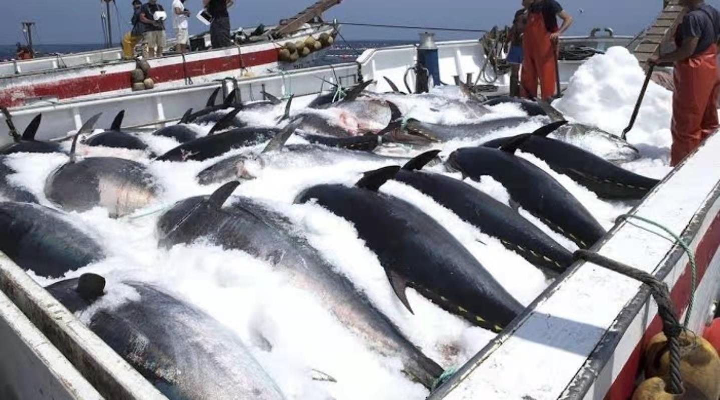 Fresh fish on ice at a wholesale market